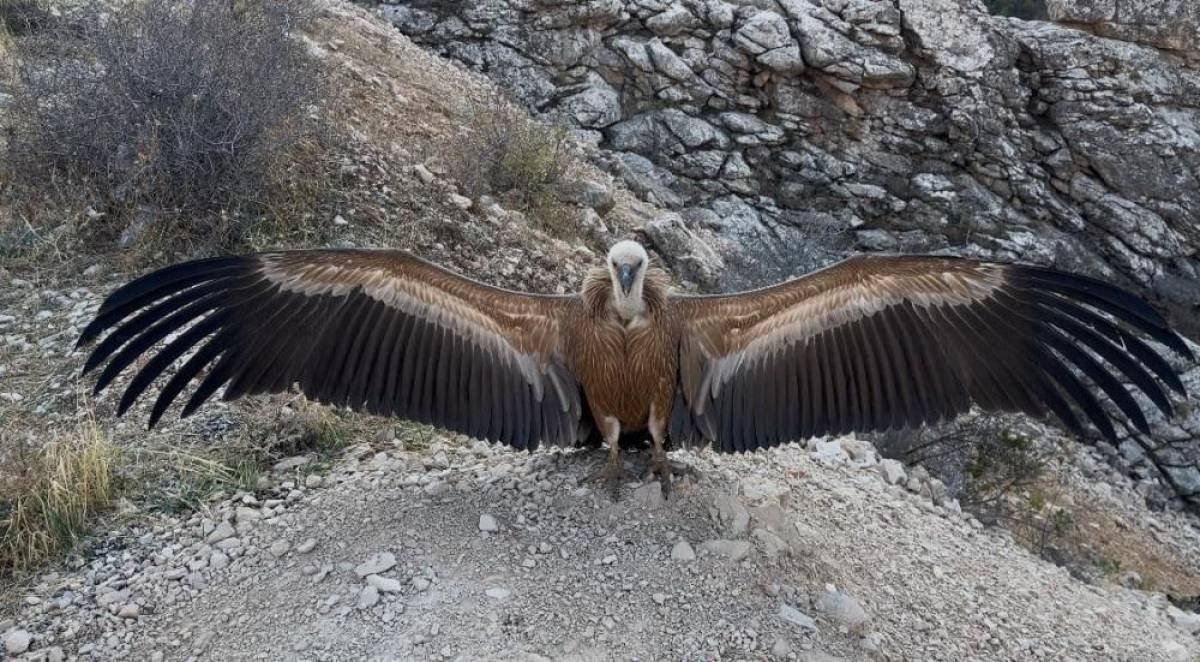 Komşu ilde yaralı bulunan akbaba tedavi edildi