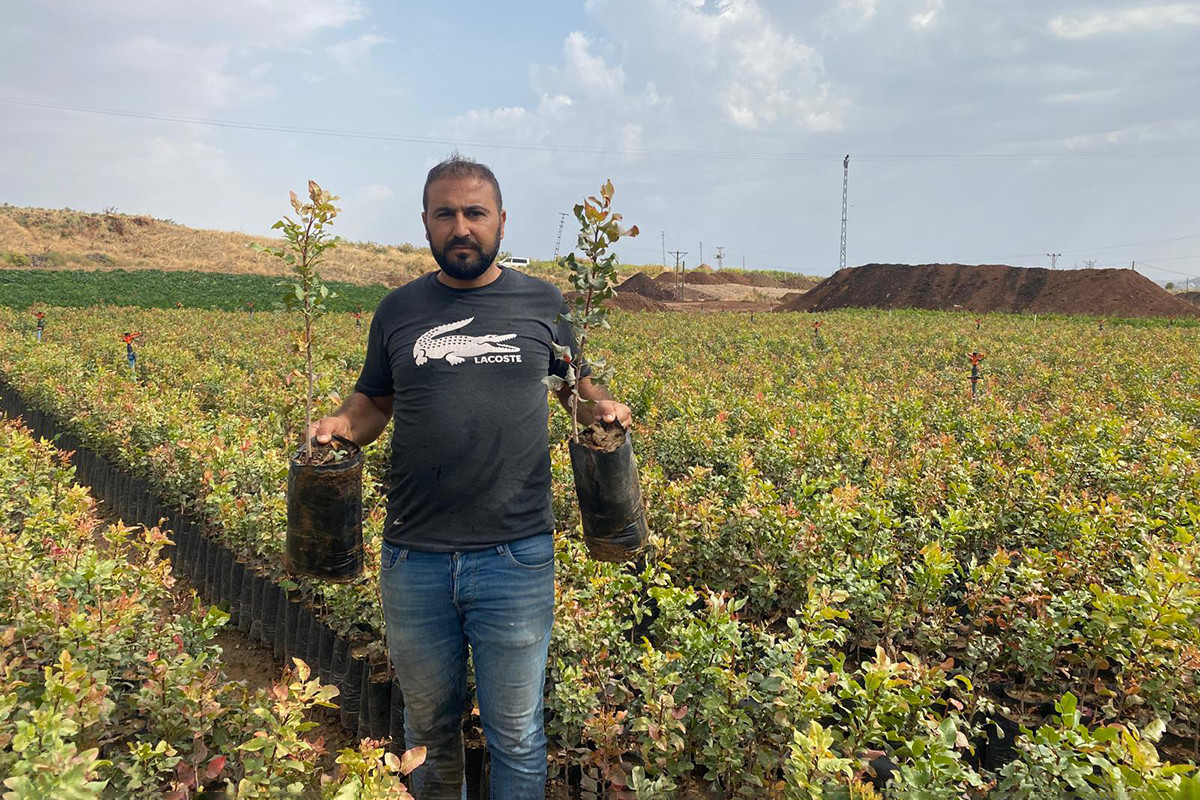 Fıstık Dikim Zamanı Yaklaşıyor! Fidan Satışları Başladı