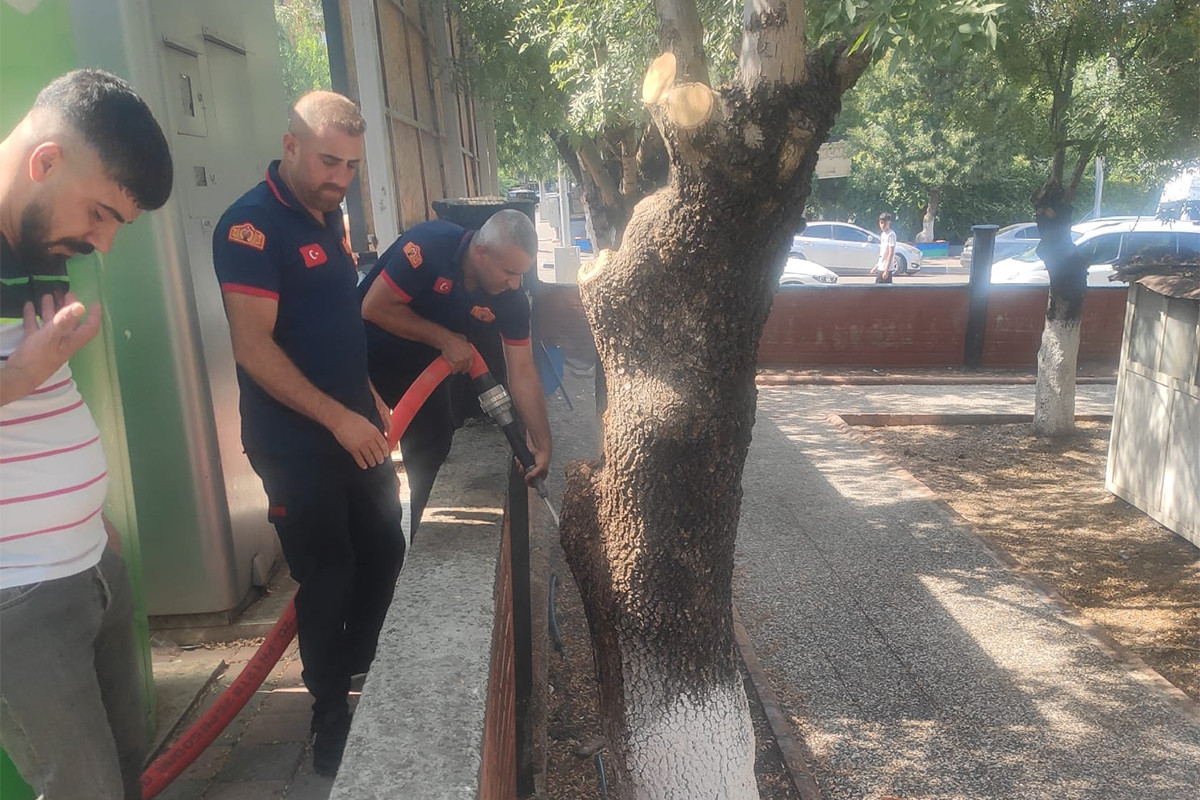 Kurtalan’da Ahmede Hane Parkı'nda Ağacı Ateşe Verdiler