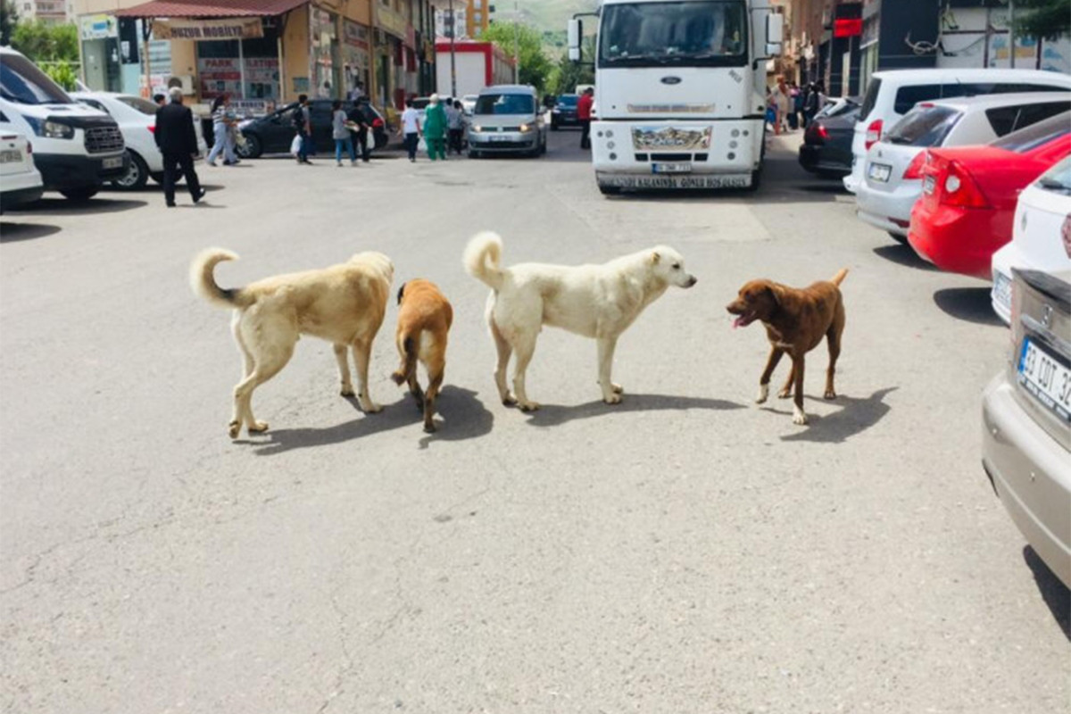 Kurtalan’da Sokak Hayvanlarıyla İlgili Şok İddia: Belediyeler Başıboş Köpekleri İlçeye mi Bırakıyor?