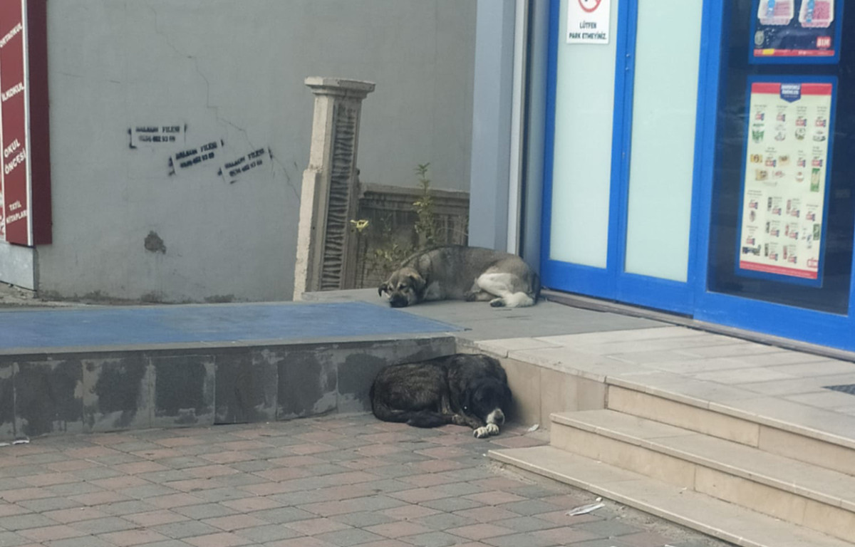 Kurtalan’da Sokak Köpekleri Tedirginlik Yaratıyor