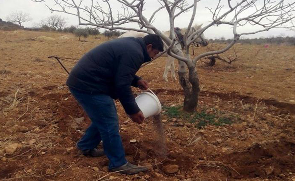 Siirt Tarım Müdürlüğü'nden Fıstık Üreticilerine Kritik Uyarı