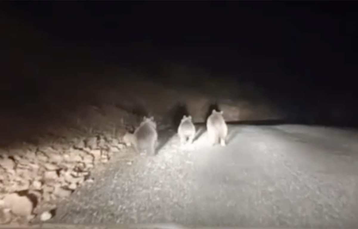 Siirt’te ayı ve 2 yavrusu kameralara takıldı - Video Haber