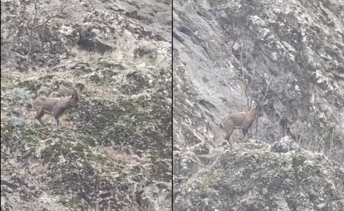 Siirt’te Dağların Usta Tırmanıcısı Görüntülendi