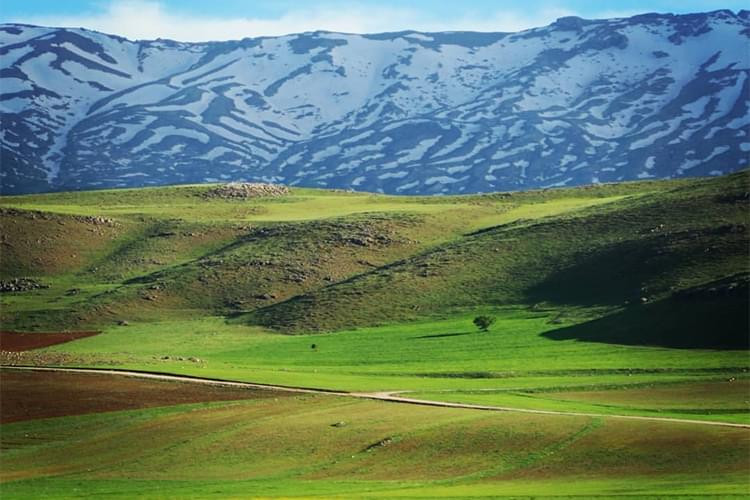 Siirt’te İhale Açıldı! 180 Bin TL ödeyip öldürebilirsiniz